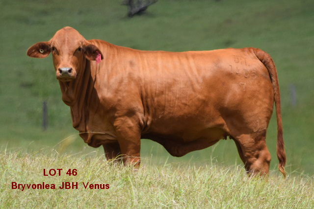 Bryvonlea JBH Venus